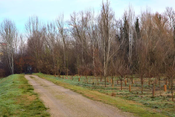 Camino Que Conduce Bosque Campo Italiano Invierno —  Fotos de Stock