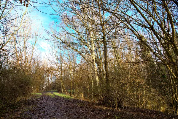 Camino Tierra Parque Campo Italiano Invierno — Foto de Stock