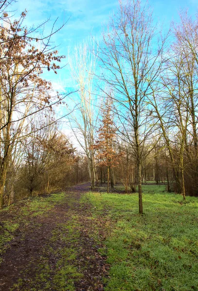 Caminho Terra Parque Campo Italiano Inverno — Fotografia de Stock