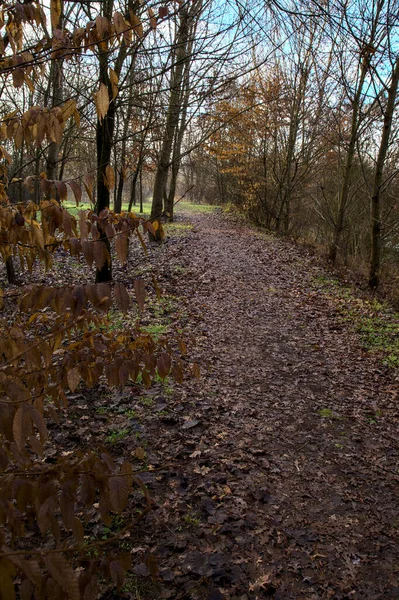 冬季意大利乡间公园里的一条泥泞小径 — 图库照片