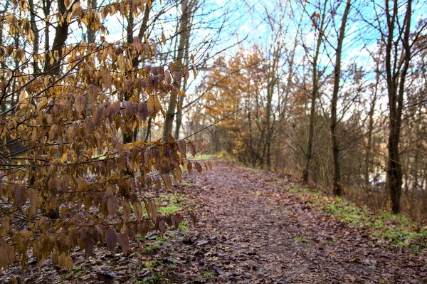 Caminho Terra Parque Campo Italiano Inverno — Fotografia de Stock