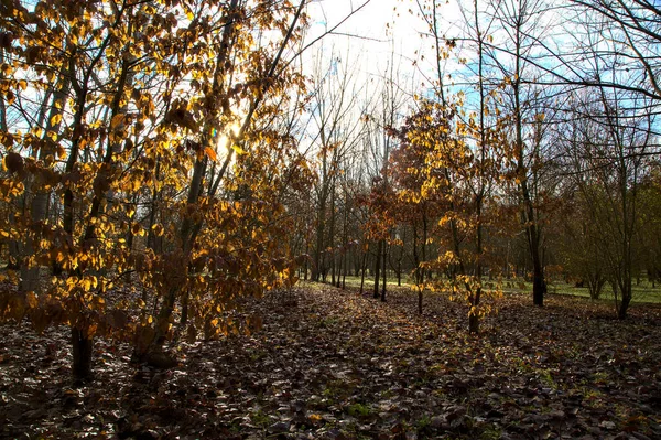 Bare Trees Grove Lit Sunlight — Stock Photo, Image