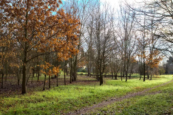 Pad Verlicht Door Zon Door Bomen Een Bos Het Italiaanse — Stockfoto