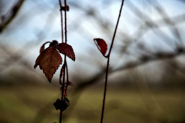 Folhas Hera Vermelha Penduradas Sua Tendril — Fotografia de Stock