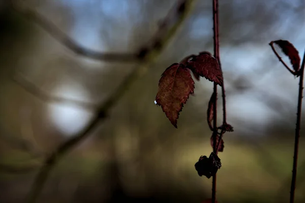 Red Ivy Leaves Hanging Tendril — Stock Photo, Image