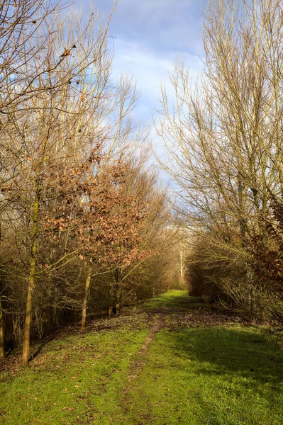 Chemin Terre Dans Parc Campagne Italienne Hiver — Photo