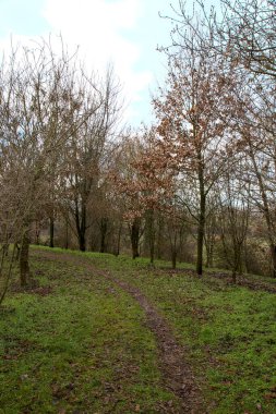İtalya 'nın kırsal kesimindeki bir parkta kışın toprak yol