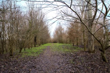 İtalya 'nın kırsal kesimindeki bir parkta kışın toprak yol