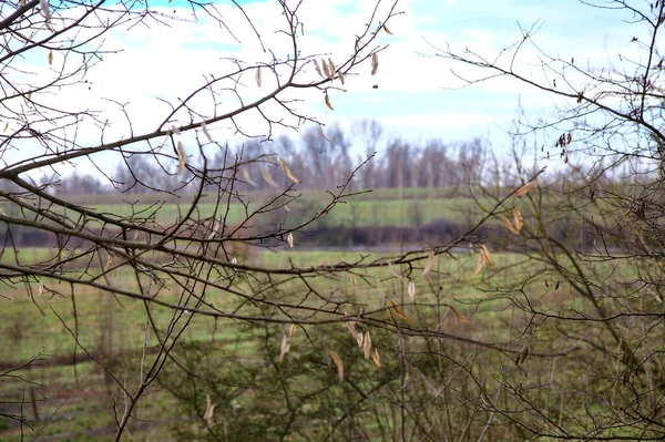 在意大利乡村 冬天透过光秃秃的林荫看到的田野和堤岸 — 图库照片
