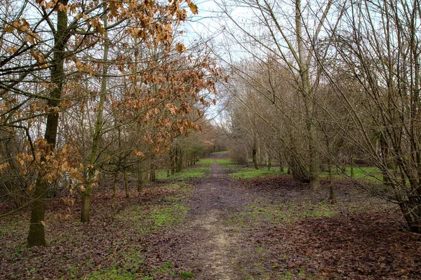 Chemin Terre Dans Parc Campagne Italienne Hiver — Photo