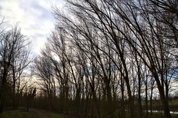 Silueta Stromů Oblačnou Oblohou Při Západu Slunce Italském Venkově Zimě — Stock fotografie