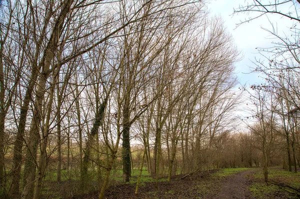 Chemin Terre Dans Parc Campagne Italienne Hiver — Photo