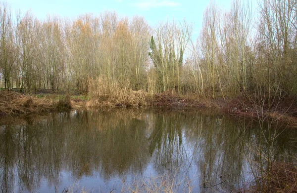 冬にイタリアの田舎の水に投げられた反射で裸の木や葦に囲まれた池 — ストック写真