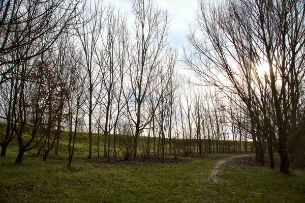 Weg Einem Hain Mit Kahlen Bäumen Der Italienischen Landschaft Winter — Stockfoto