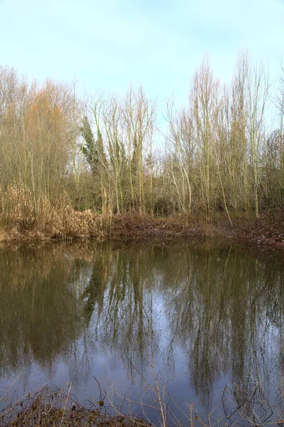 冬にイタリアの田舎の水に投げられた反射で裸の木や葦に囲まれた池 — ストック写真