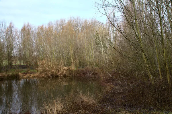 Teich Umgeben Von Kahlen Bäumen Und Schilf Mit Ihren Spiegelungen — Stockfoto