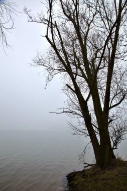 İtalya kırsalında sisli bir günde gölün kıyısında çıplak ağaçlar.