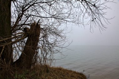 İtalya kırsalında sisli bir günde gölün kıyısında çıplak ağaçlar.
