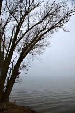İtalya kırsalında sisli bir günde gölün kıyısında çıplak ağaçlar.