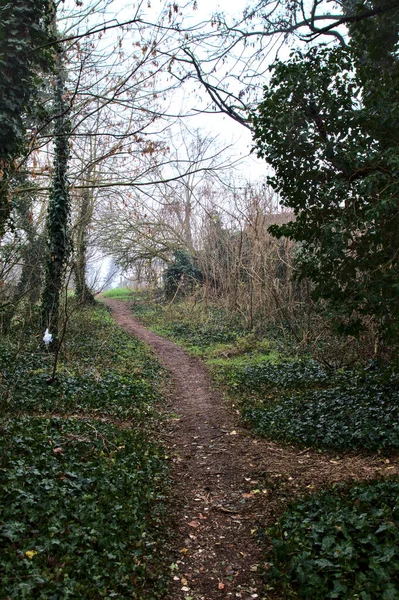 Caminho Natureza Cercado Por Hera Arbustos Campo Italiano Dia Nebuloso — Fotografia de Stock