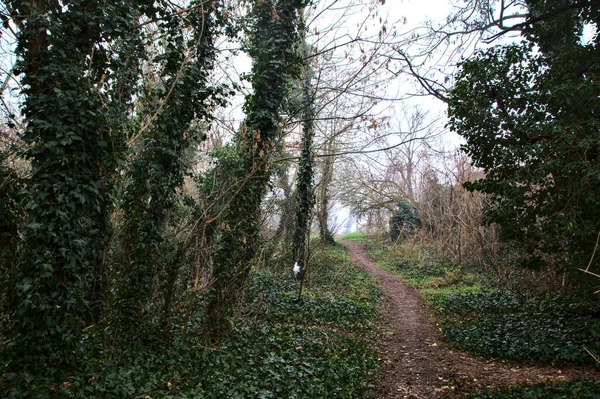 Camino Naturaleza Rodeado Hiedra Arbustos Campo Italiano Día Niebla —  Fotos de Stock