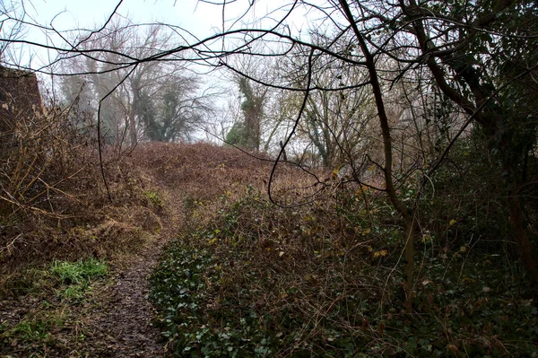 Path Wild Surrounded Ivy Bushes Italian Countryside Foggy Day — Stock Photo, Image