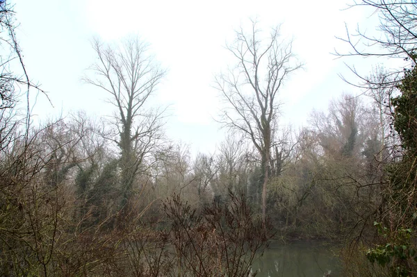 Camino Naturaleza Rodeado Hiedra Arbustos Campo Italiano Día Niebla —  Fotos de Stock