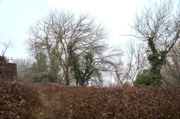 Camino Naturaleza Rodeado Hiedra Arbustos Campo Italiano Día Niebla —  Fotos de Stock