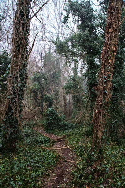 Camino Naturaleza Rodeado Hiedra Arbustos Campo Italiano Día Niebla — Foto de Stock