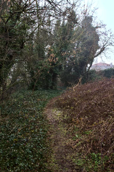 Vägen Naturen Omgiven Murgröna Och Buskar Den Italienska Landsbygden Dimmig — Stockfoto