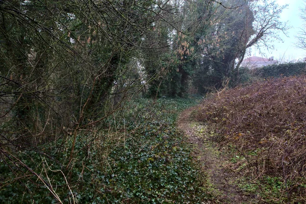 Vägen Naturen Omgiven Murgröna Och Buskar Den Italienska Landsbygden Dimmig — Stockfoto