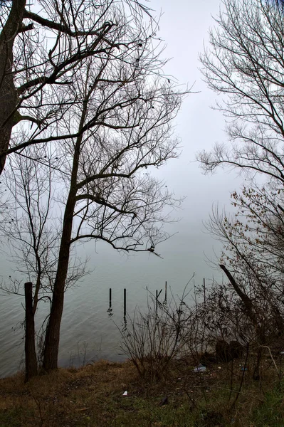 Arbres Nus Bord Lac Par Une Journée Brumeuse Dans Campagne — Photo