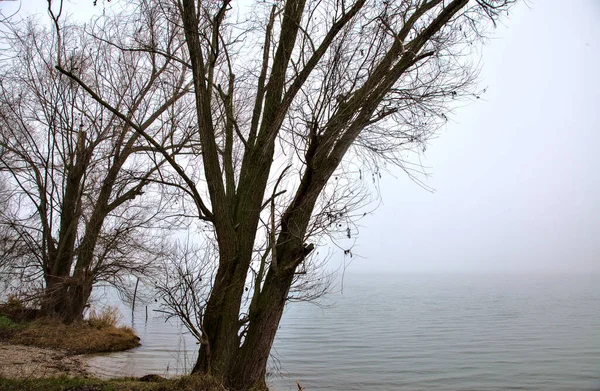 イタリアの田舎で霧の日に湖の岸に裸の木 — ストック写真
