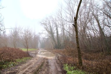 İtalya 'nın kırsalındaki bir parkta kışın sisli bir günde su birikintileriyle dolu bir yol.