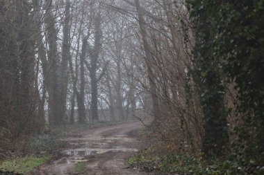 İtalya 'nın kırsalındaki bir parkta kışın sisli bir günde su birikintileriyle dolu bir yol.
