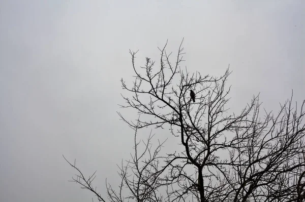 Cuervo Encaramado Árbol Desnudo Visto Desde Abajo — Foto de Stock