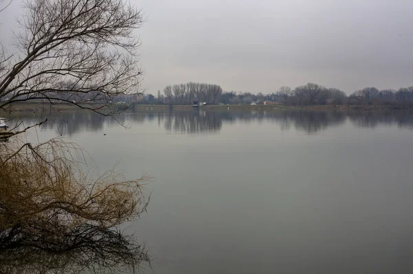 冬日湖畔的无花果树及其倒影 — 图库照片