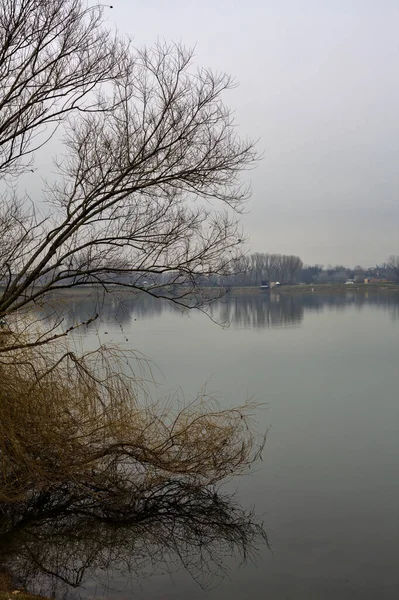 冬日湖畔的无花果树及其倒影 — 图库照片