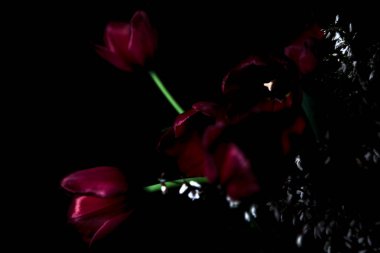 Siyah arkaplanda kırmızı laleler ve beyaz süpürge dalları olan bir buketin yakın çekimi