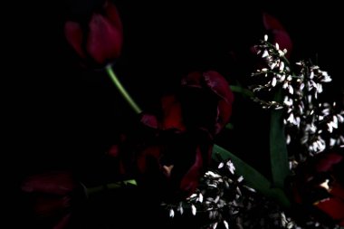 Siyah arkaplanda kırmızı laleler ve beyaz süpürge dalları olan bir buketin yakın çekimi