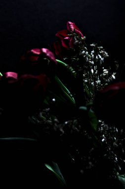 Siyah arkaplanda kırmızı laleler ve beyaz süpürge dalları olan bir buketin yakın çekimi