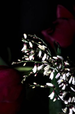 Siyah arkaplanda kırmızı laleler ve beyaz süpürge dalları olan bir buketin yakın çekimi