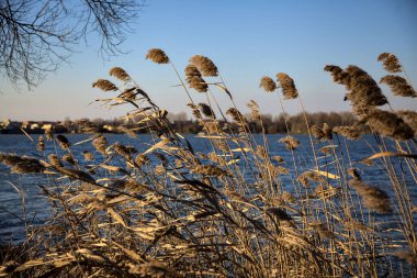 Arkaplan olarak berrak bir gökyüzü ile rüzgar tarafından eğilmiş sazlıkların yakın çekim