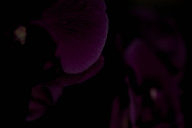 Çeşitli renklerde çiçek açmış penaenopsis orkideleri ile bileşim