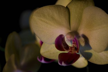 Çeşitli renklerde çiçek açmış penaenopsis orkideleri ile bileşim