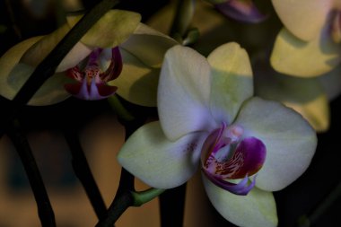 Çeşitli renklerde çiçek açmış penaenopsis orkideleri ile bileşim