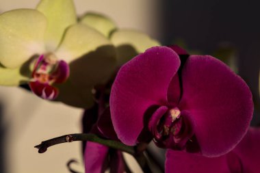 Çeşitli renklerde çiçek açmış penaenopsis orkideleri ile bileşim