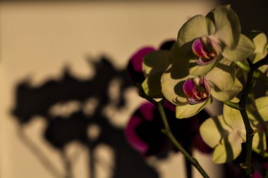 Çeşitli renklerde çiçek açmış penaenopsis orkideleri ile bileşim