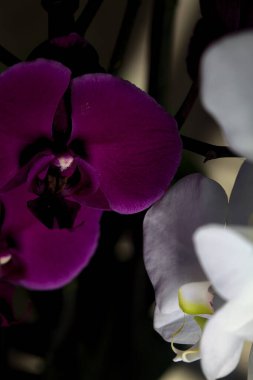 Çeşitli renklerde çiçek açmış penaenopsis orkideleri ile bileşim