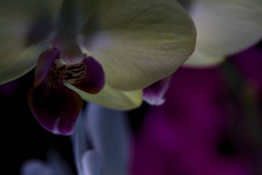 Çeşitli renklerde çiçek açmış penaenopsis orkideleri ile bileşim